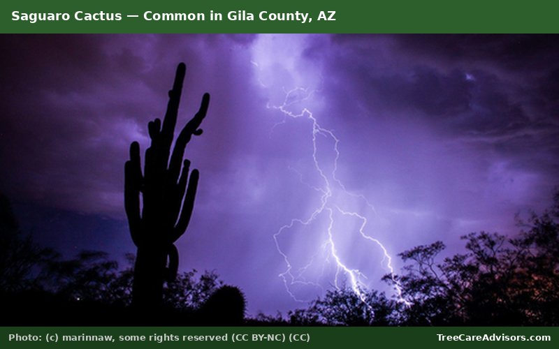 Saguaro Cactus  -  common in Gila County, AZ
