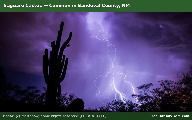 Saguaro Cactus  -  common in Sandoval County, NM