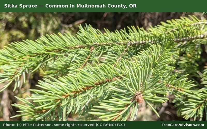 Sitka Spruce  -  common in Multnomah County, OR