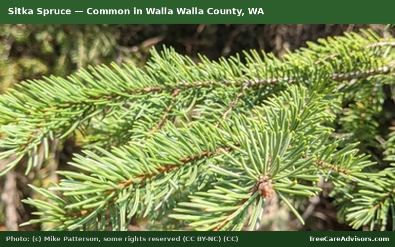 Sitka Spruce  -  common in Walla Walla County, WA