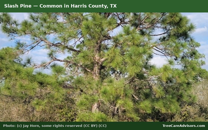 Slash Pine  -  common in Harris County, TX