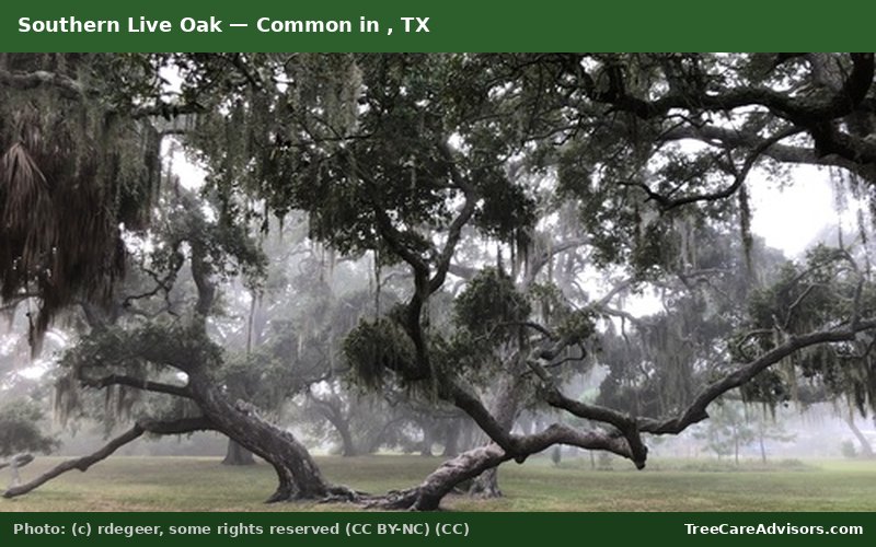 Southern Live Oak  -  common in , TX