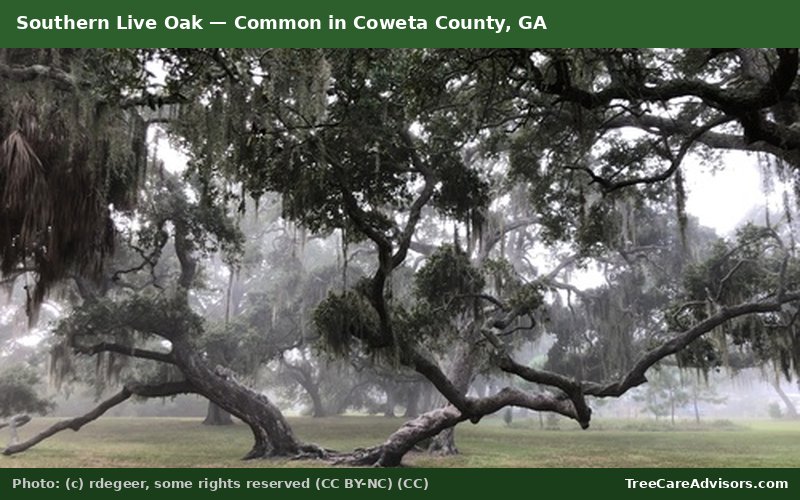 Southern Live Oak  -  common in Coweta County, GA