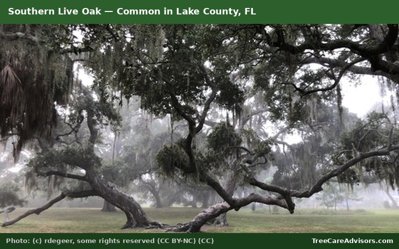 Southern Live Oak  -  common in Lake County, FL