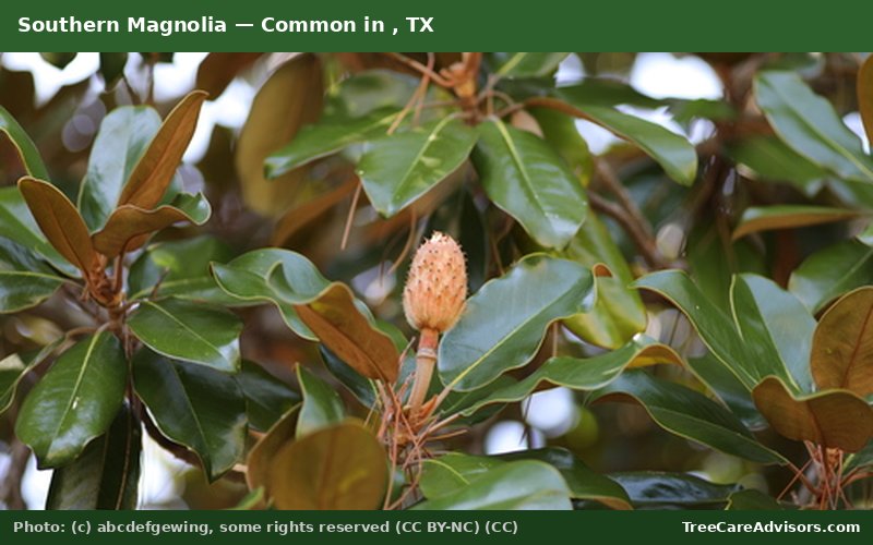Southern Magnolia  -  common in , TX