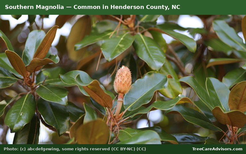 Southern Magnolia  -  common in Henderson County, NC