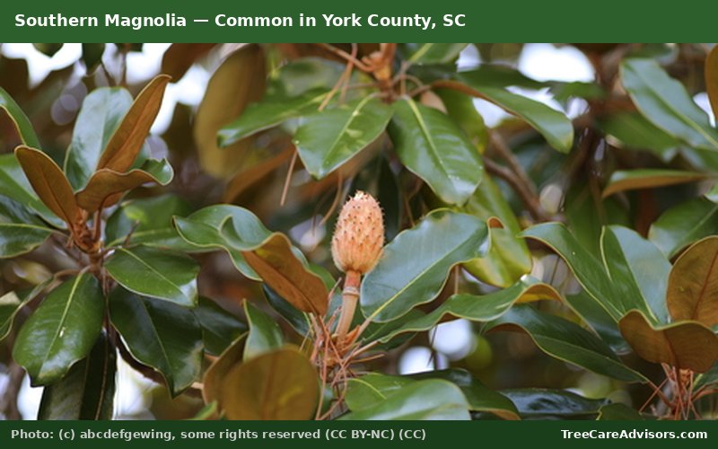 Southern Magnolia  -  common in York County, SC