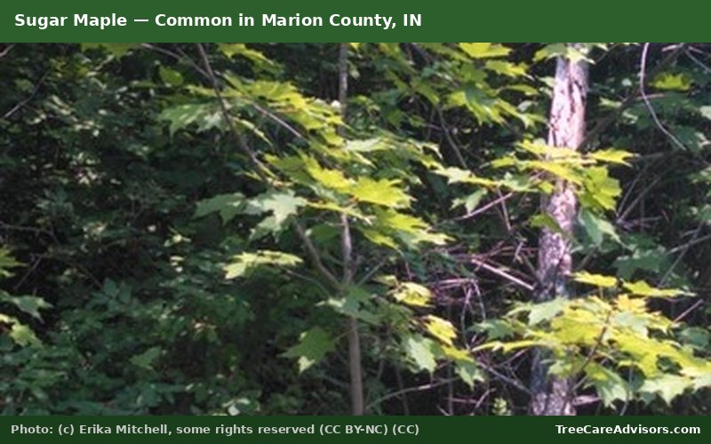 Sugar Maple  -  common in Marion County, IN