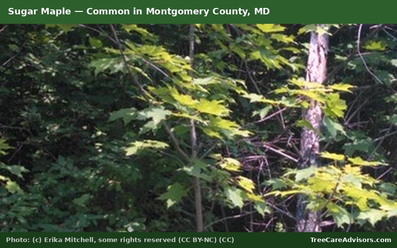 Sugar Maple  -  common in Montgomery County, MD
