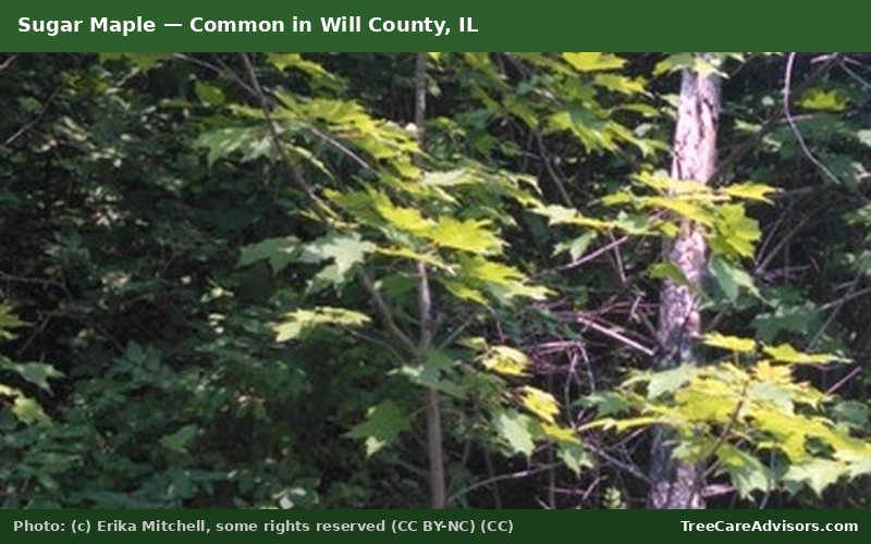 Sugar Maple  -  common in Will County, IL