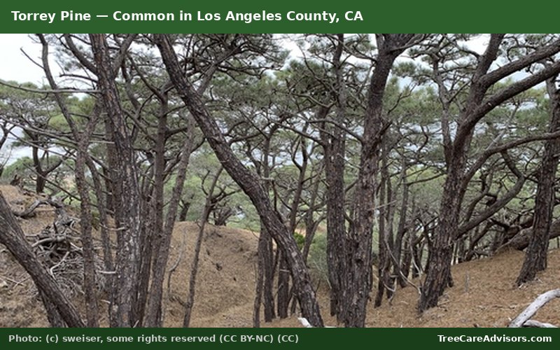 Torrey Pine  -  common in Los Angeles County, CA