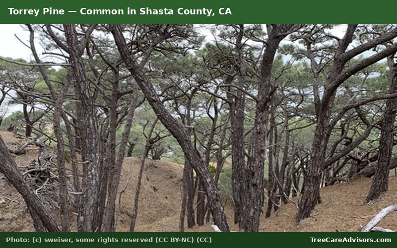 Torrey Pine  -  common in Shasta County, CA