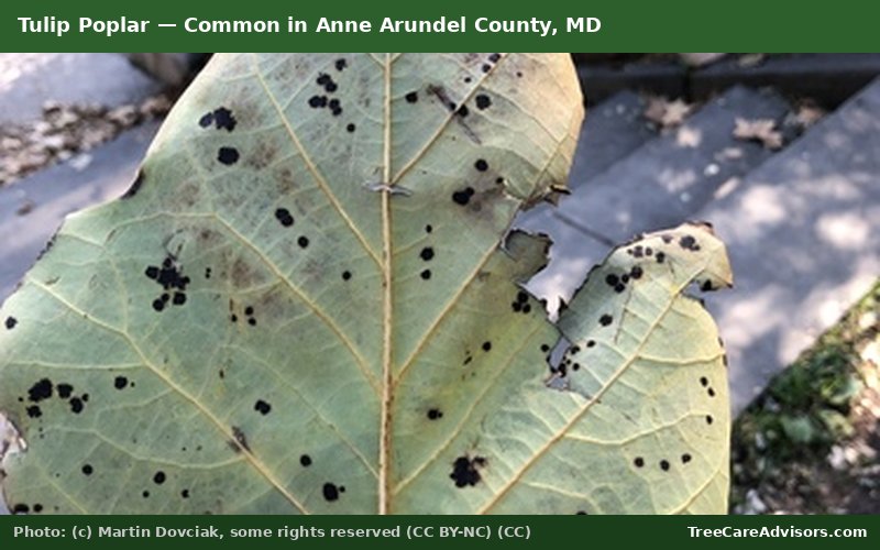 Tulip Poplar  -  common in Anne Arundel County, MD