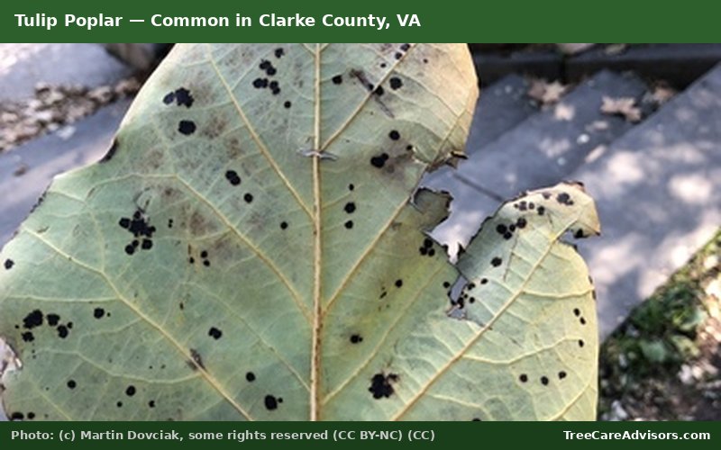 Tulip Poplar  -  common in Clarke County, VA