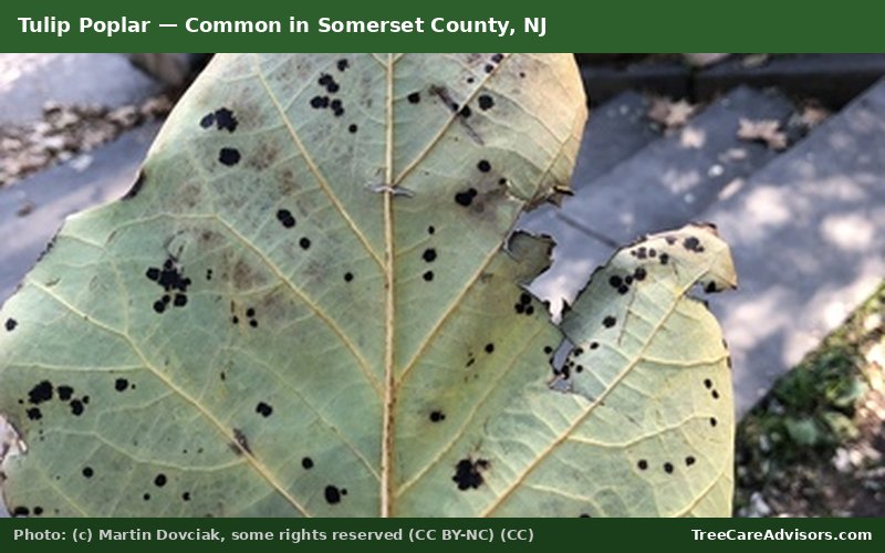 Tulip Poplar  -  common in Somerset County, NJ