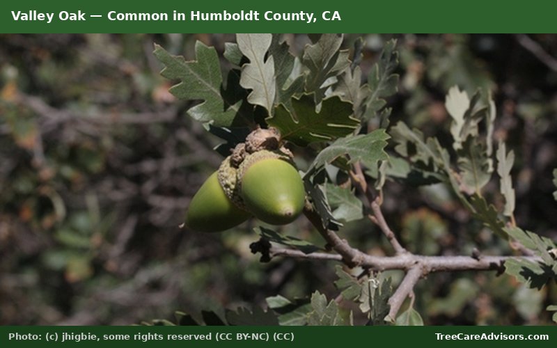Valley Oak  -  common in Humboldt County, CA