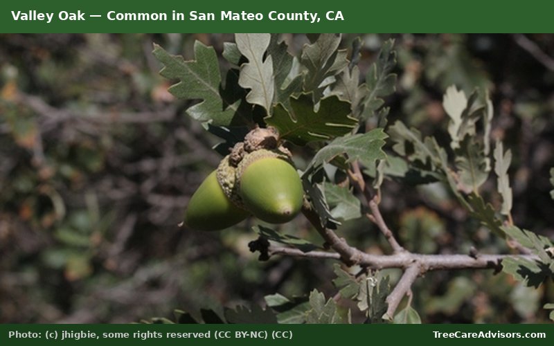 Valley Oak  -  common in San Mateo County, CA