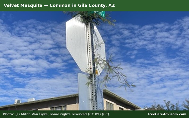 Velvet Mesquite  -  common in Gila County, AZ