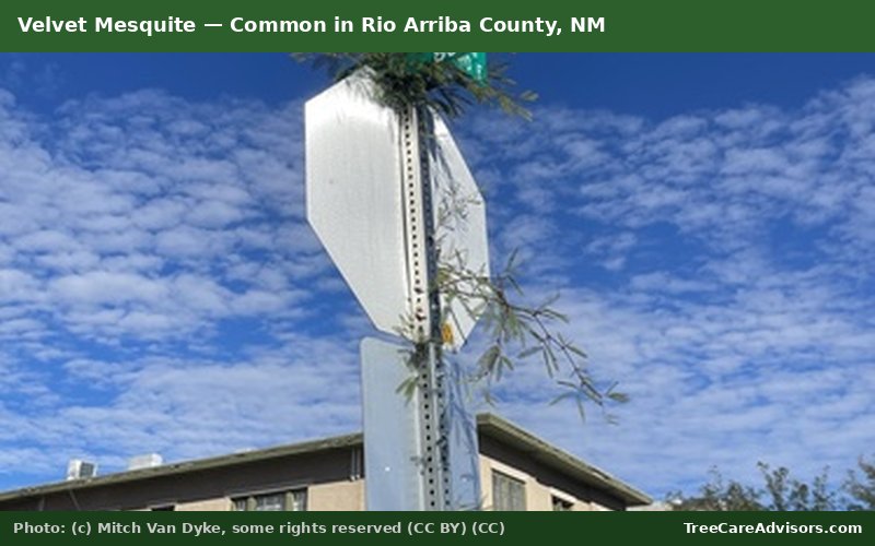 Velvet Mesquite  -  common in Rio Arriba County, NM
