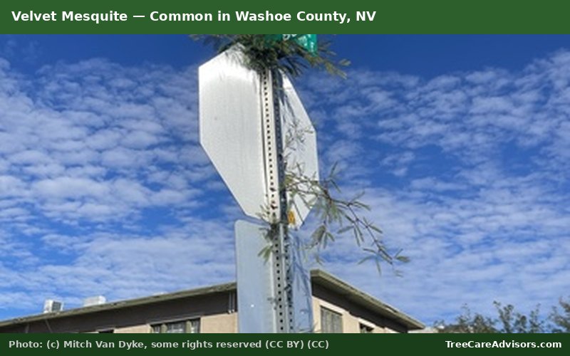 Velvet Mesquite  -  common in Washoe County, NV