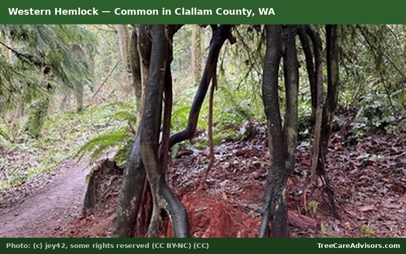 Western Hemlock  -  common in Clallam County, WA