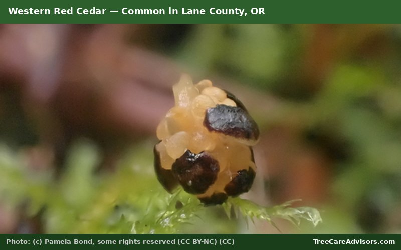 Western Red Cedar  -  common in Lane County, OR