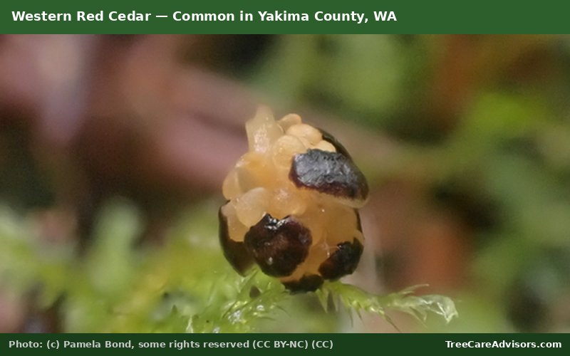 Western Red Cedar  -  common in Yakima County, WA
