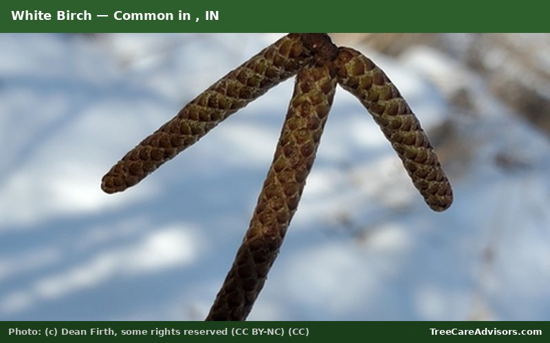 White Birch  -  common in , IN