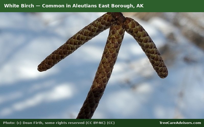 White Birch  -  common in Aleutians East Borough, AK