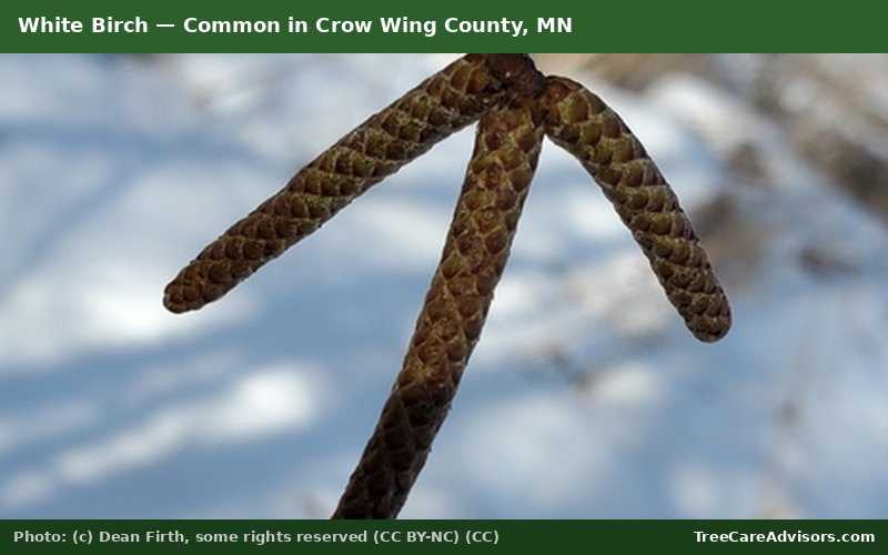 White Birch  -  common in Crow Wing County, MN