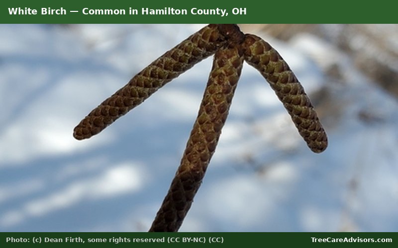 White Birch  -  common in Hamilton County, OH
