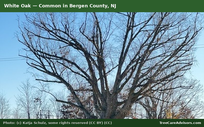 White Oak  -  common in Bergen County, NJ