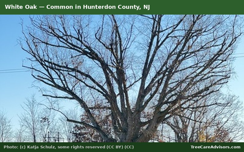 White Oak  -  common in Hunterdon County, NJ