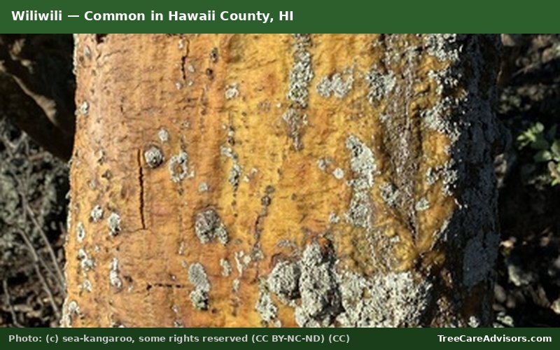 Wiliwili  -  common in Hawaii County, HI