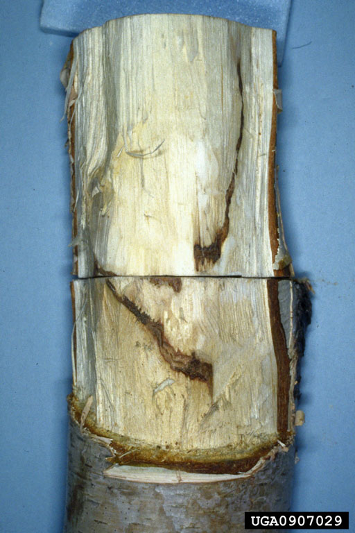 bronze birch borer