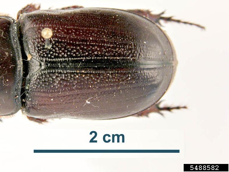 coconut rhinoceros beetle