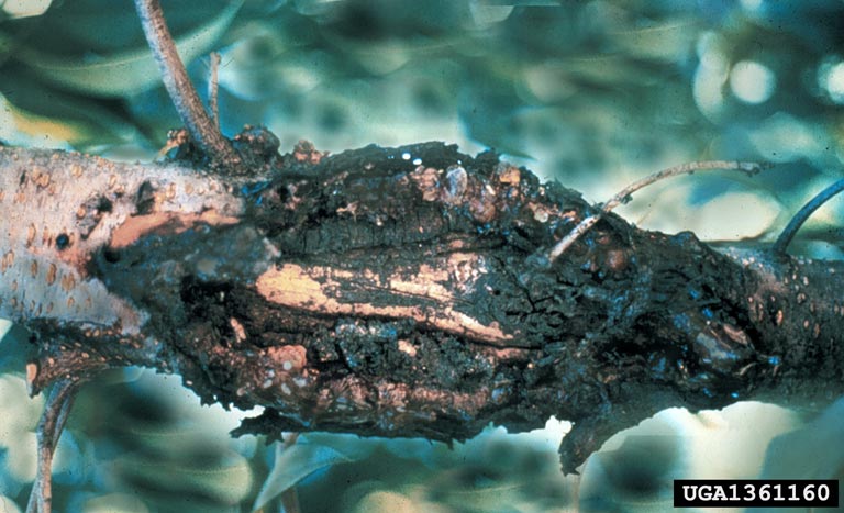 Cytospora cankers