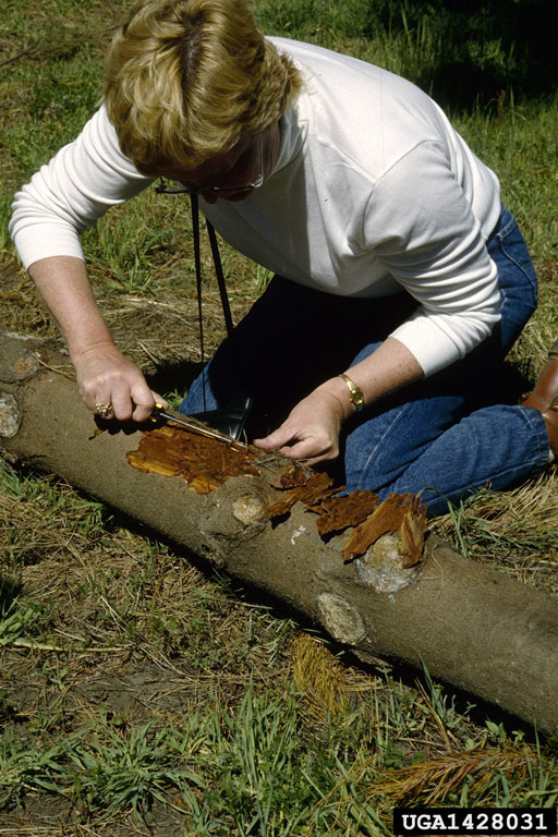 drought bark beetle complex