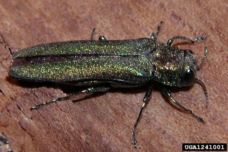 Emerald Ash Borer (EAB)