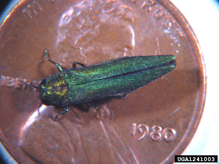 emerald ash borer