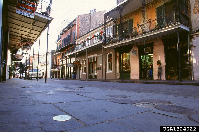 formosan subterranean termites