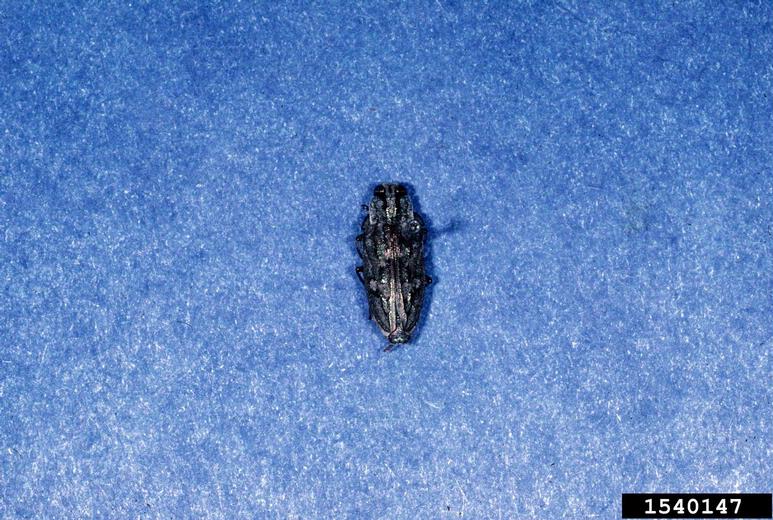 goldspotted oak borer