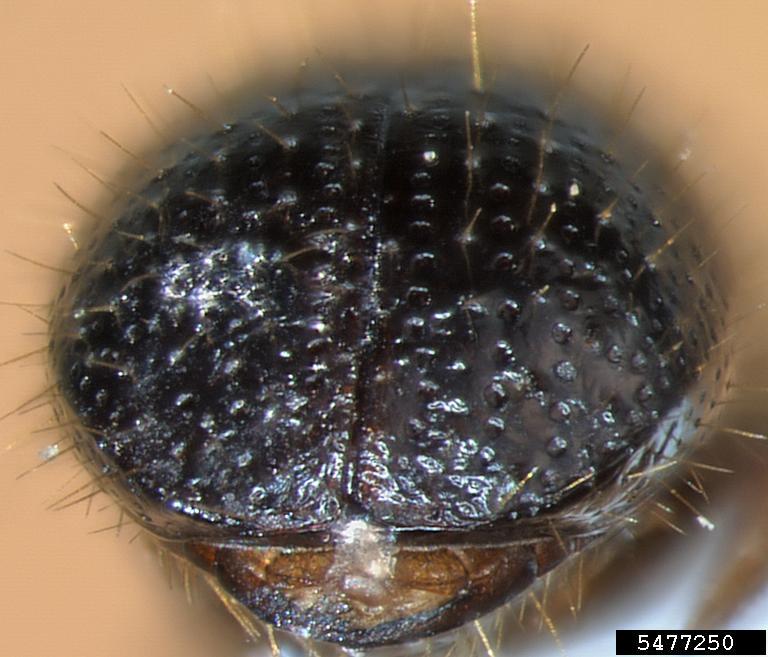 invasive shot hole borers