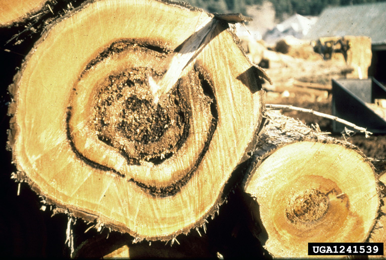 Laminated Root Rot