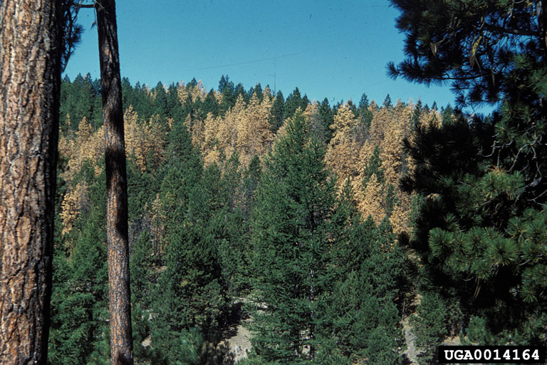 mountain pine beetle