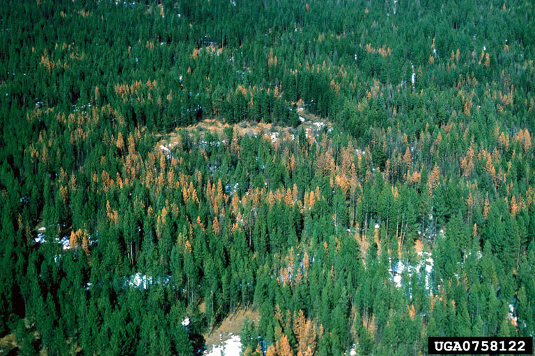 mountain pine beetle