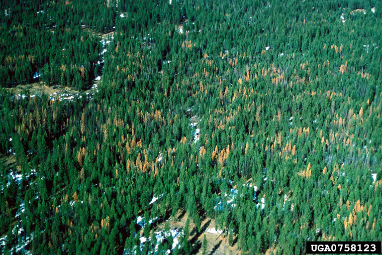 mountain pine beetle