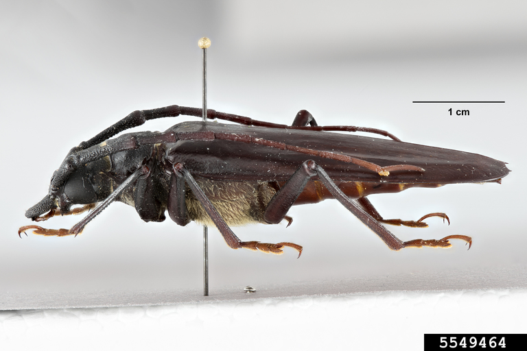 palo verde root borer