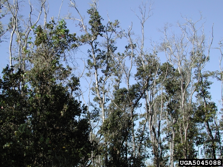 rapid ohia death