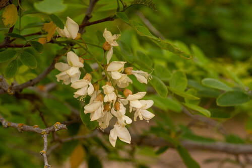 Acacia